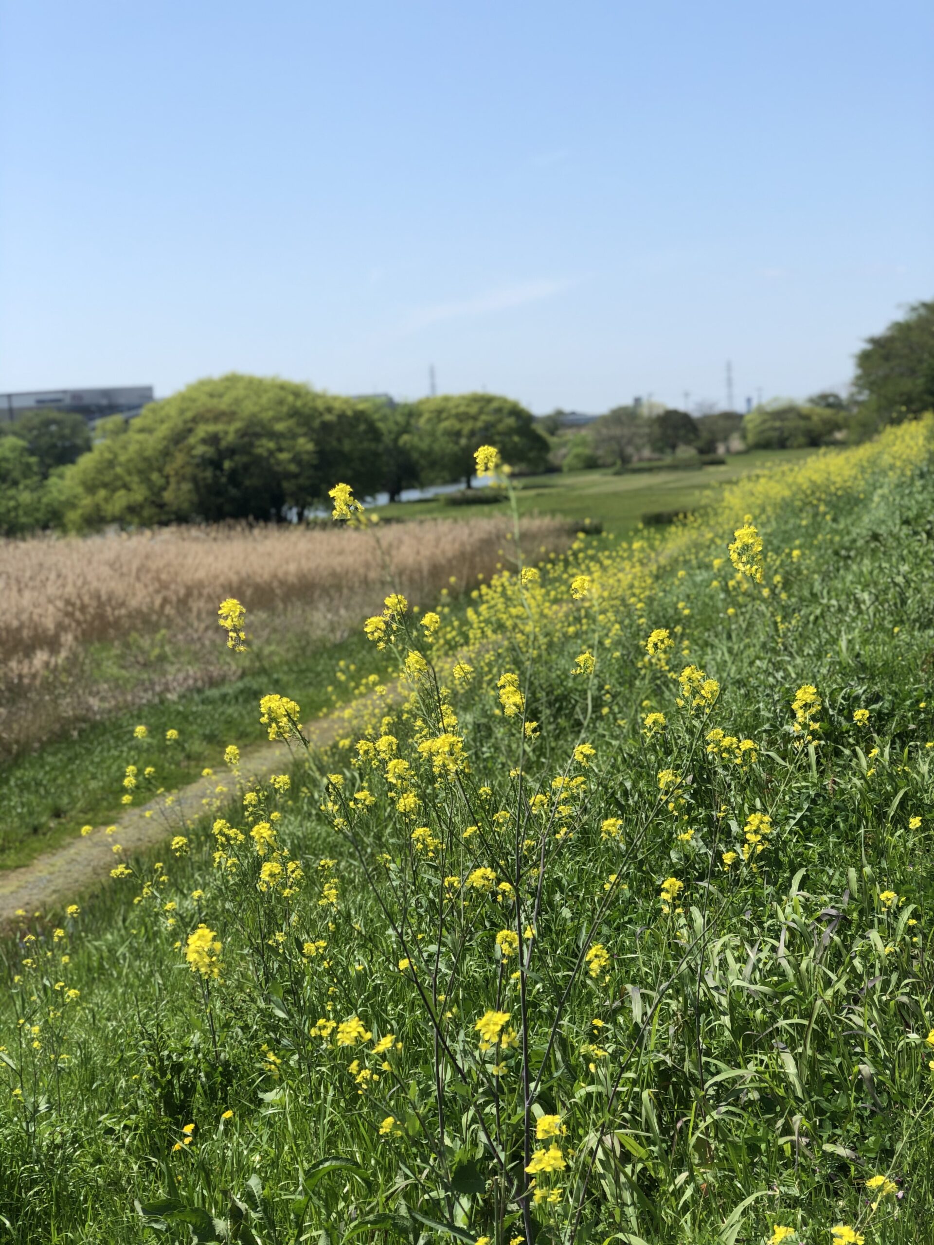 もう4月も終わりですなあ